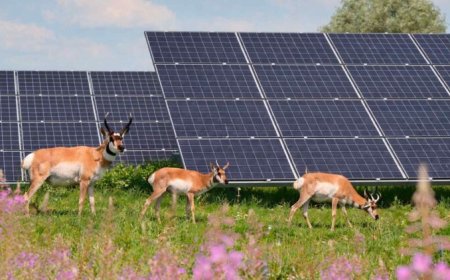 They built a solar plant across farmland until they discovered endangered species quietly living beneath the panels including a master of disguise and a living fossil”