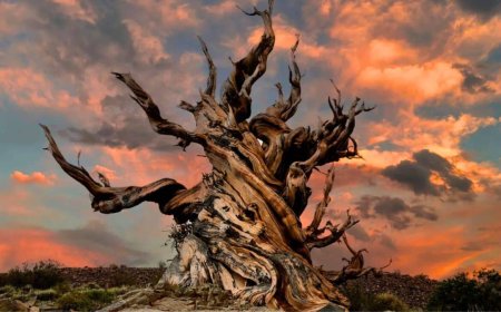 Scientists Extracted DNA From a Living Organism Older Than the Pyramids and Found the Secret to Immortality