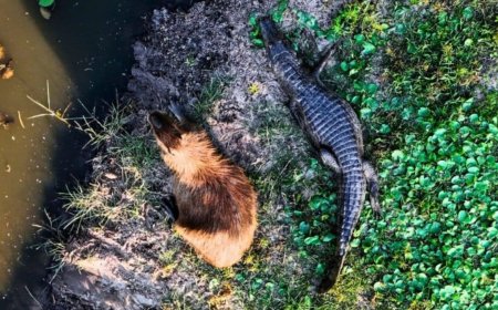 Why Crocodiles Don’t Eat Capybaras? What’s Really Going On