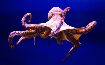 Ancient ocean mystery deepens as long-misidentified fossil is finally revealed by researchers