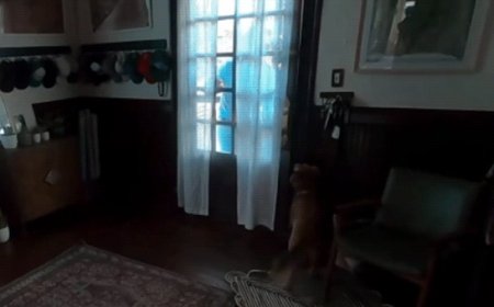 WATCH: Artemis II astronaut Christina Koch reunites with dog after 10 days in space