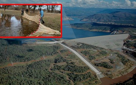 A hydroelectric dam changed the flow of a California river until millions of fish were forced out of the water in one of the strangest evacuations ever seen