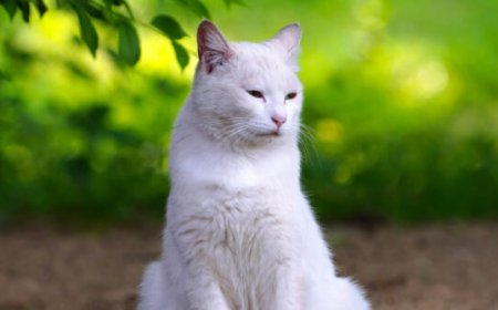 VIDEO -- 'He's Finally Home': California Cat Lost for Seven Years Reunited with Family in Florida