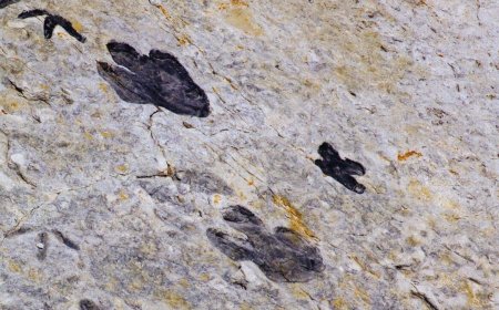 Scientists Just Discovered Some of the Youngest Dinosaur Tracks on a Little-Known South African Coast