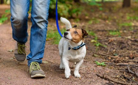 Police Issue Warning To Dog Owners After Poisoned Meat Found In Parks