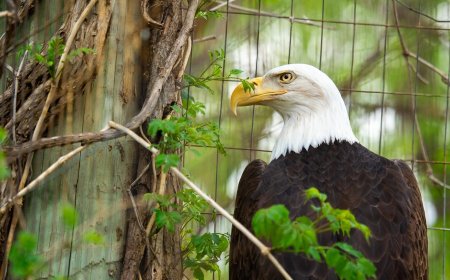 Injured bald eagle finds new home at Sedgwick County Zoo