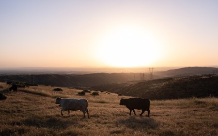 Could more cattle cause record beef prices to drop? Ranchers say it's not that simple