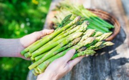 Research Examines Asparagus Compounds for Potential Effects on Gut Health, Cancer, and Organ Function