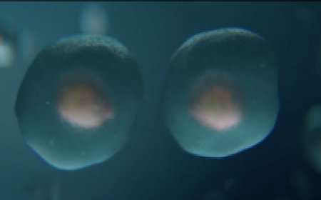 New Film Questions Limits of Darwinian Evolution as Debate Continues in Scientific Circles