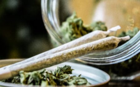 Trump Administration Reclassifies Medical Marijuana to Schedule III in Federal Shift