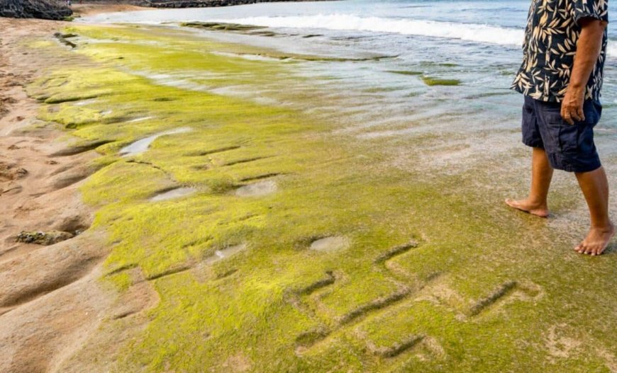1,000-Year-Old Huge Petroglyphs, Hidden for Years, Resurface on a Hawaiian Beach Again