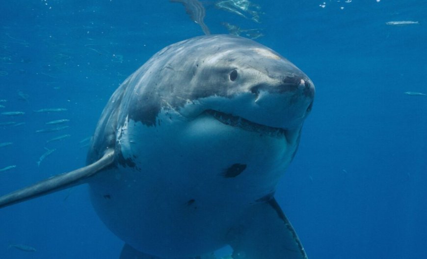 Scientists Captured A 2-Meter Great White Shark In The Mediterranean, Reviving A 160-year-old Scientific Puzzle