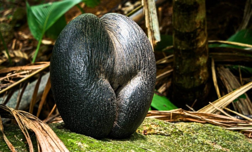 At Nearly 66 Pounds and 20 Inches Long, This Coconut Is the World’s Largest Seed. How It Gets So Big Stayed a Mystery