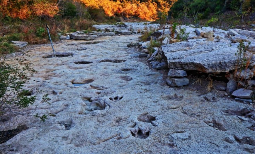 Scientists Thought Dinosaurs Moved Alone, But New Footprints Found in Alberta Say Otherwise