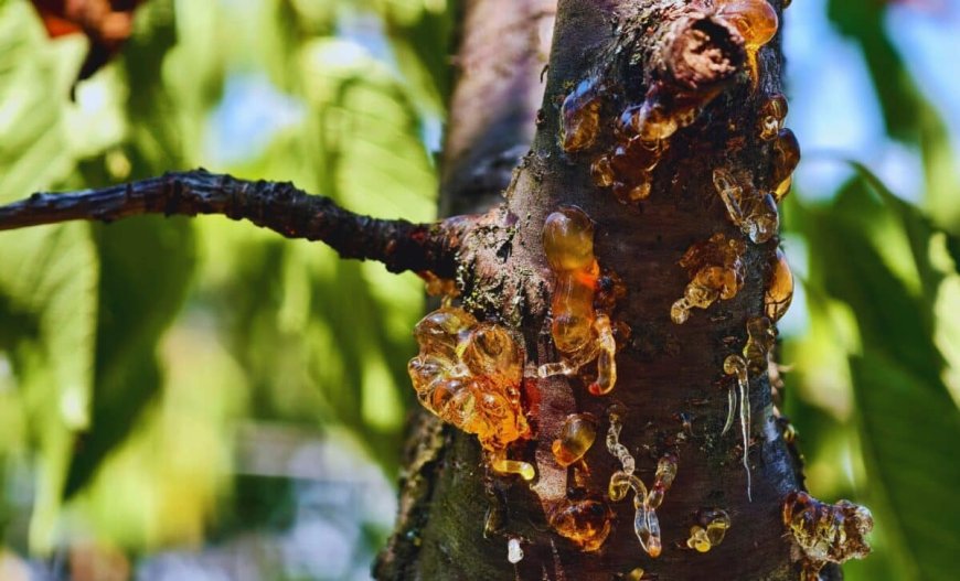 A Student Unearthed a Rare 75-Million-Year-Old Dragonfly Fossil in an Alberta Park, Marking a First of Its Kind