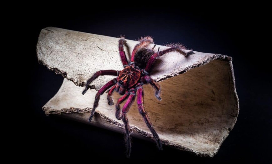 Scientists Spot Strange Fossil With a Claw Where It Shouldn’t Be, Revealing the Oldest Spider Ancestor Ever Found