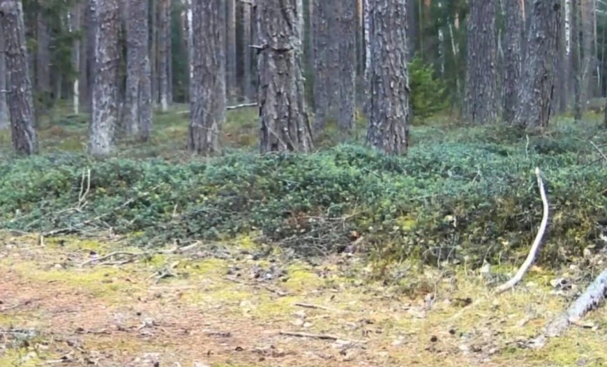 “I Couldn’t Believe It”: Hidden Camera Captures the Unexpected Return of a Species Declared Gone for Decades