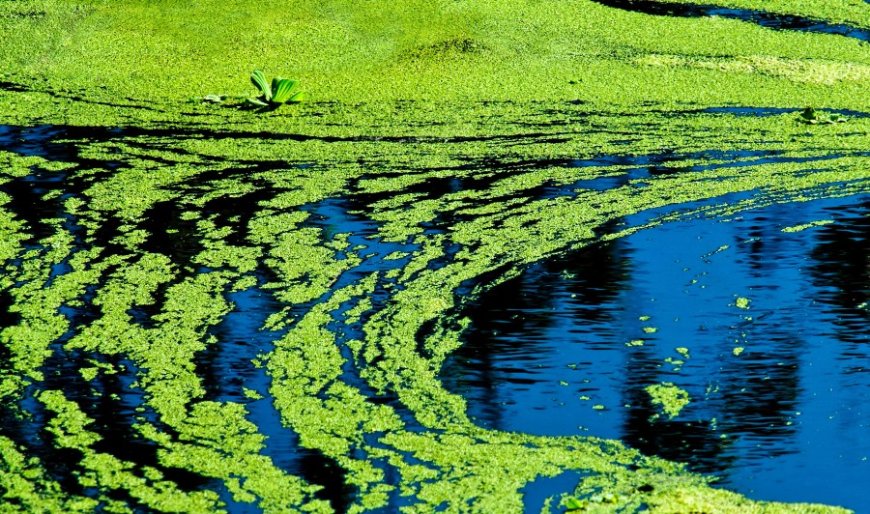 Blue-green algae warning issued for Lake Afton