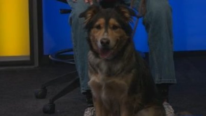 Kansas Humane Society spotlights The Great Bambina