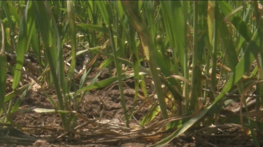 Kansas farmer hoping for more rain as dry weather threatens wheat harvest
