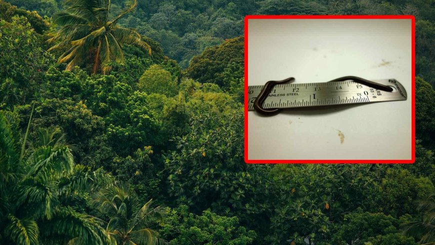 They lifted a rock on a Caribbean island — And found the world’s smallest snake no one had seen in nearly 20 years