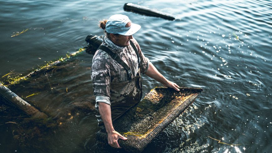 Hiroshima’s oyster farmers are pulling up their rafts to find 90% of their harvest dead — and the cause lies just beneath the surface