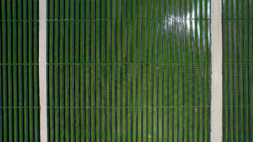 Solar panels placed in the desert unexpectedly created the perfect conditions for a rare plant to multiply