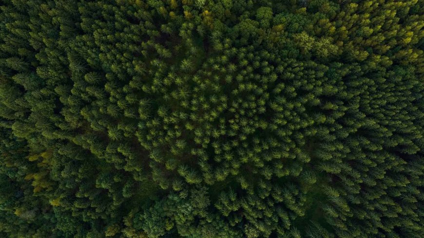 Pulling CO₂ from the air could change rainfall patterns, and the key lies in how plants breathe