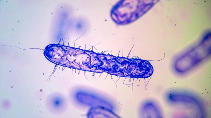 Mutant organisms from space could solve the global antibiotic crisis