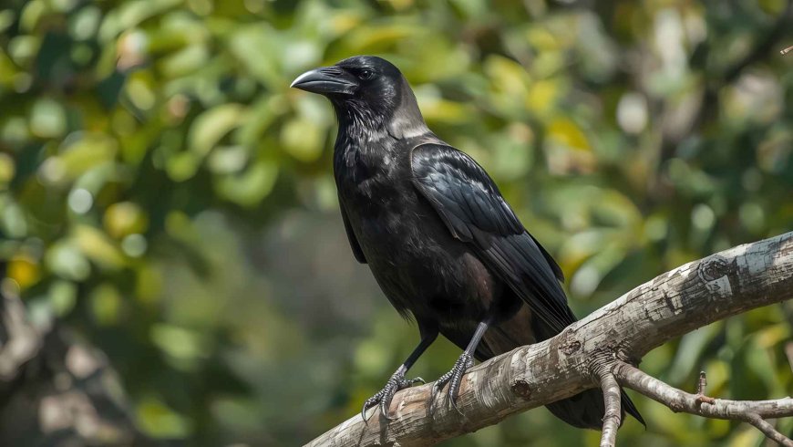 Crows outperform monkeys in an intelligence test that until now was believed to be exclusive to humans