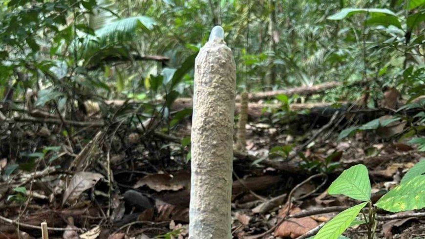 For years, no one knew what those strange clay “chimneys” protruding from the ground in the Amazon were for, until a study published on February 23, 2026, came up with an answer that was as simple as it was brilliant