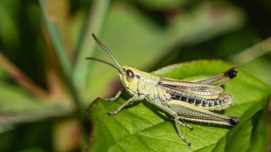 Scientists claim to have discovered a universal rule that “links” evolution and works in the same way in bacteria, plants, reptiles, fish, and insects