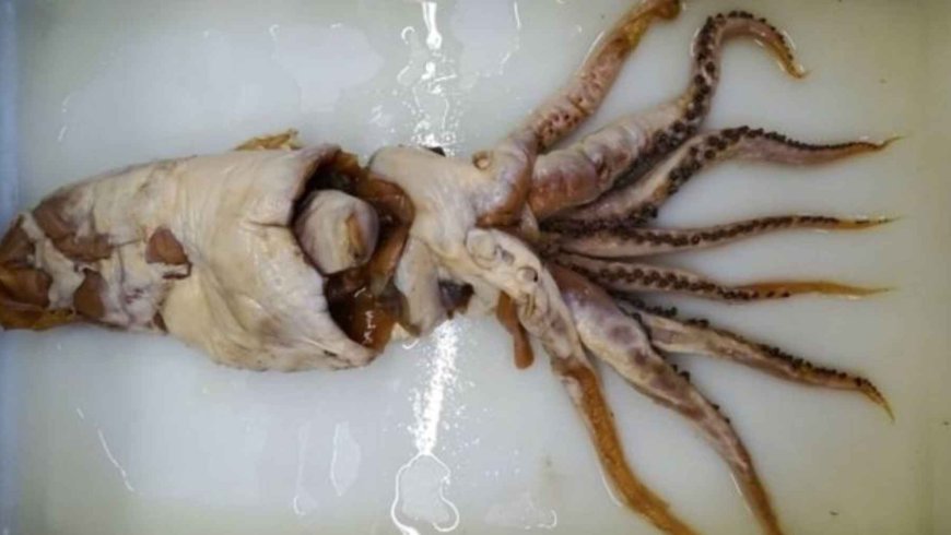 It all began with a strange, squid-like mass found in the stomach of a sperm whale in 1955 and 1956, and decades later, scientists discovered that it was something far stranger than anyone could have imagined