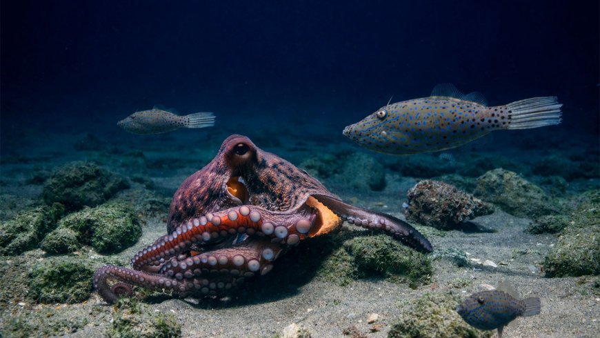 Explorers reviewing thousands of hours of underwater footage found octopuses hitting fish for no clear reason and now believe it may be a form of social punishment