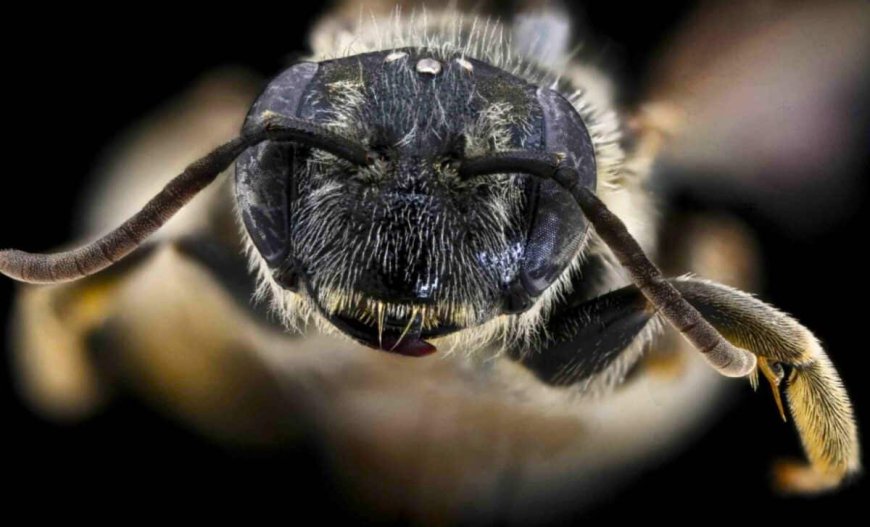 It Looked like a Normal Bee at First. Then a Scientist Realized She Was Seeing Something Lost for 119 Years
