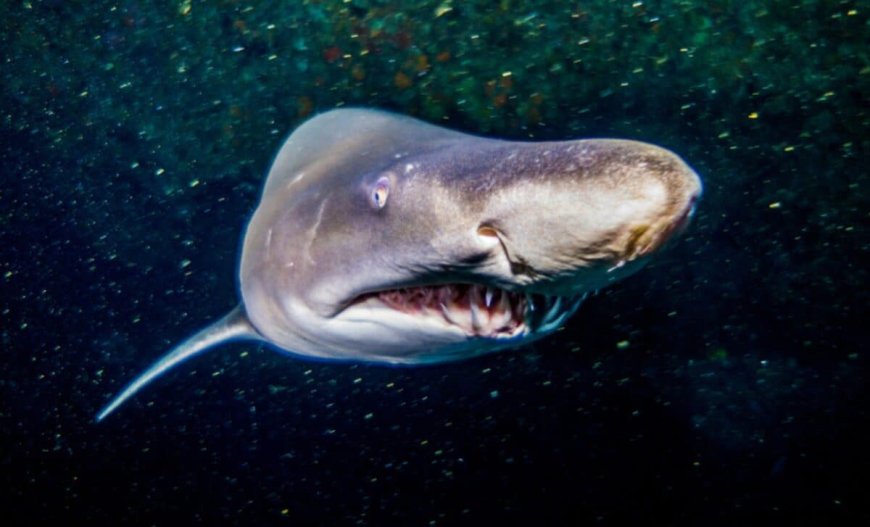 Once the Ocean’s Supreme Predator, Great White Sharks Are Now Being Hunted by a Smarter Killer