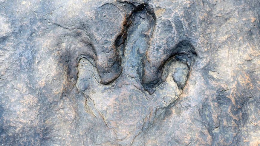 An artificial intelligence application identifies dinosaur footprints with 90% accuracy… and may have found the footprints of the planet’s first birds, dating back 200 million years