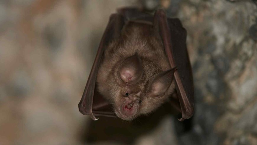 Health experts have found ‘vampire’ bats carrying deadly diseases and warn it could already be circulating in Mexico