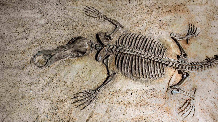 Archaeologists have found an ape fossil in Egypt and now believe we’ve been searching for our common ancestor in the wrong place all along