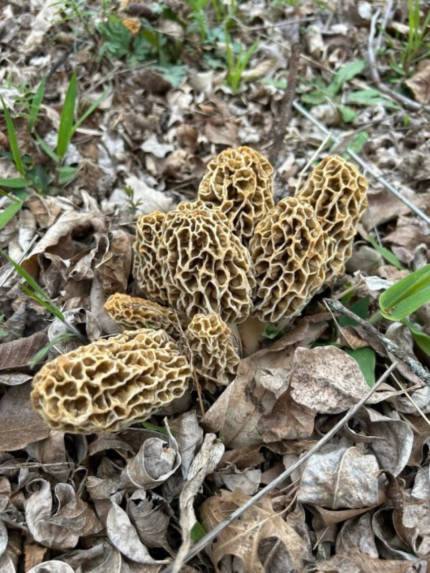 Morel mushroom season begins, here's what to look for