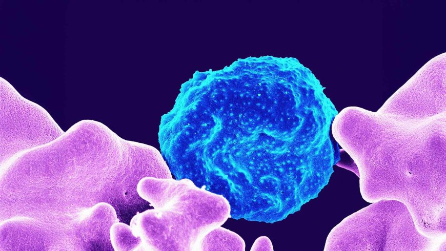 Scientists have discovered a calorie-burning switch in our bodies hidden within the outer layer of fat cells