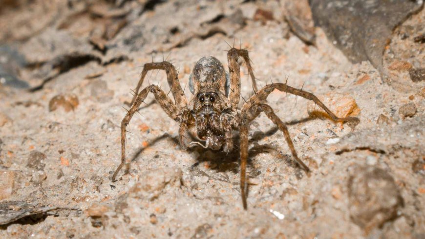 An expedition discovers an infected giant tarantula, and the find is so rare that it has left scientists with a thousand questions