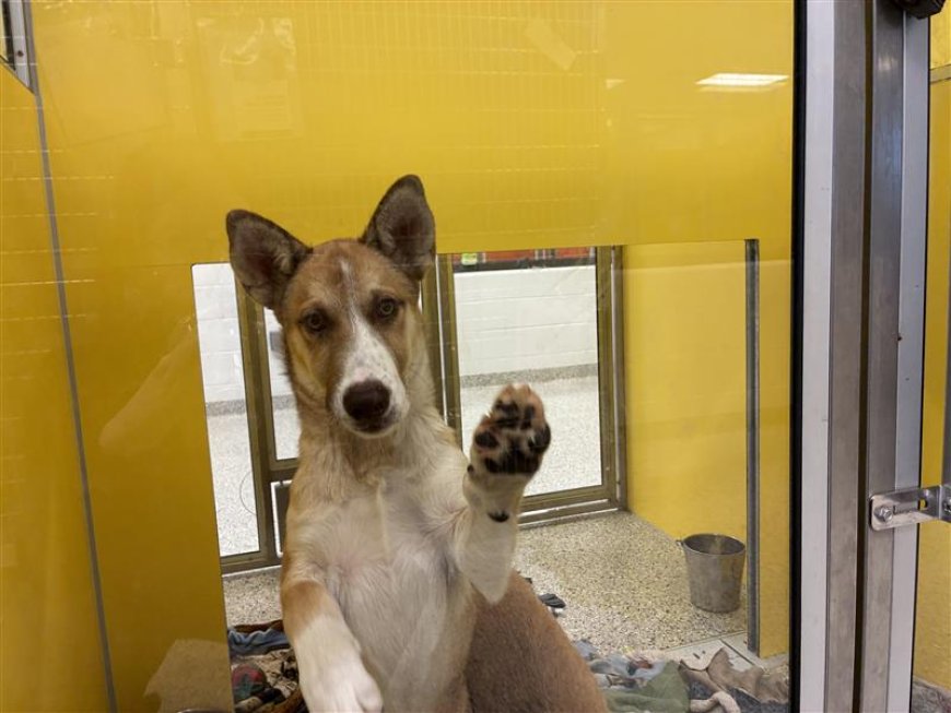 How Kansas City's pet housing problem is hurting people, pets & shelters