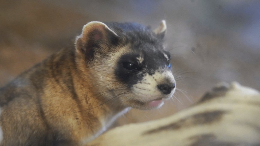Conservationists bring back Kansas species from brink of extinction