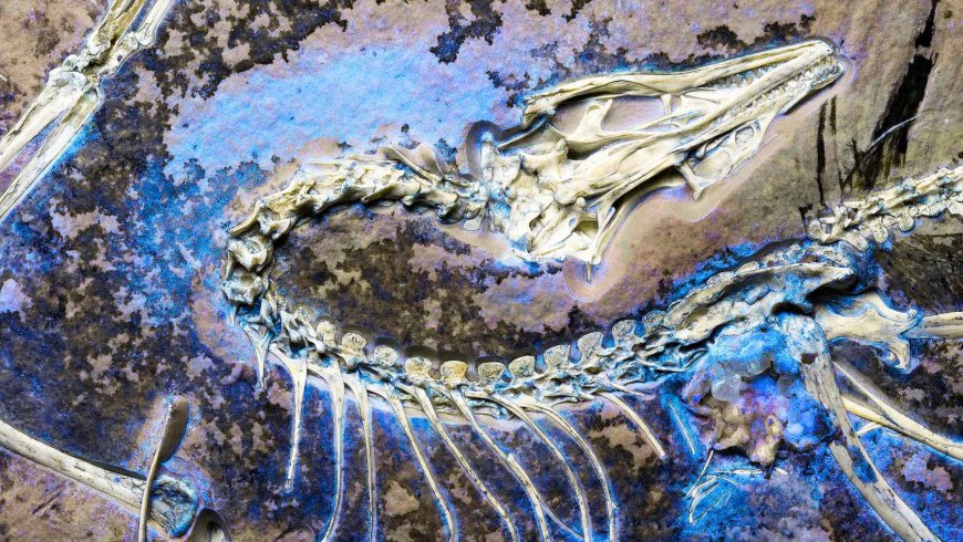 An Archaeopteryx fossil dating back some 150 million years, hidden away for decades and reanalyzed using CT scans and ultraviolet light, has finally revealed a detail that could settle a scientific debate that has raged for more than 160 years over how bird flight began