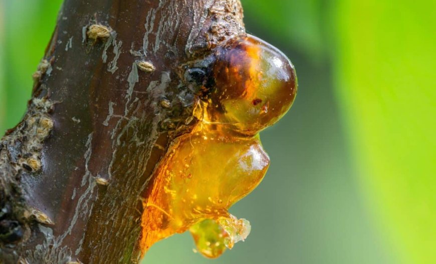 Scientists Uncover Bizarre 35-Million-Year-Old Arachnid in Amber That Shouldn’t Exist There