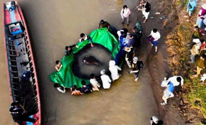 At 300 Kg and Nearly 4 Meters Long, Meet the Colossal River Giant That Made History