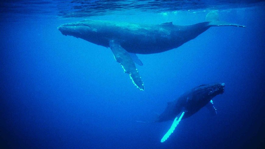 A marine ecologist has found the ocean’s most feared whale ‘protecting’ its rivals in a rare display of altruism