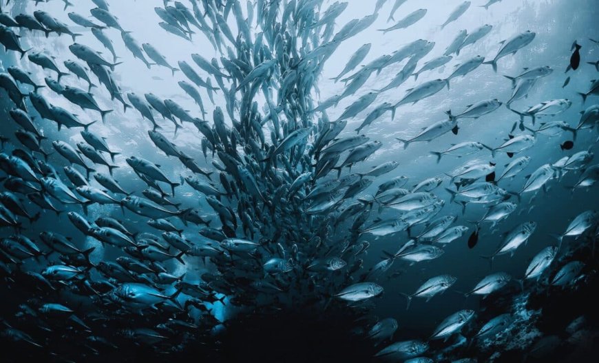 Scientists Have Just Recorded Over 10 Million Fish Devoured in Record Time in a Rare Large-Scale Marine Event