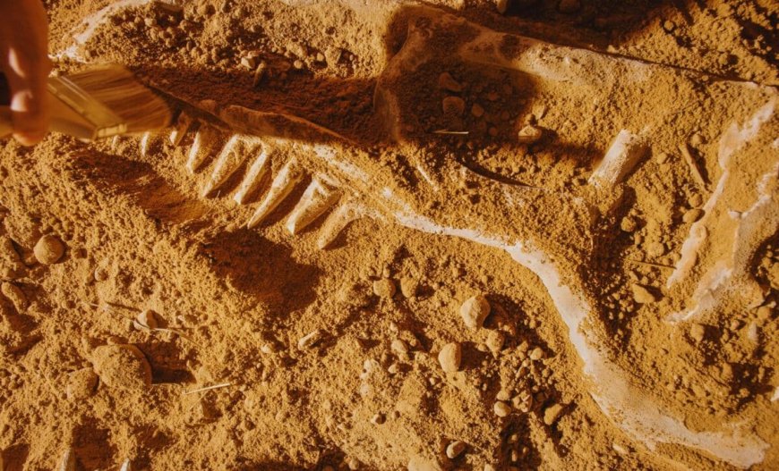 Scientists Unearthed an Exceptionally Well-Preserved 10-Meter Dinosaur Skull Beneath the Sands of a Chinese Desert